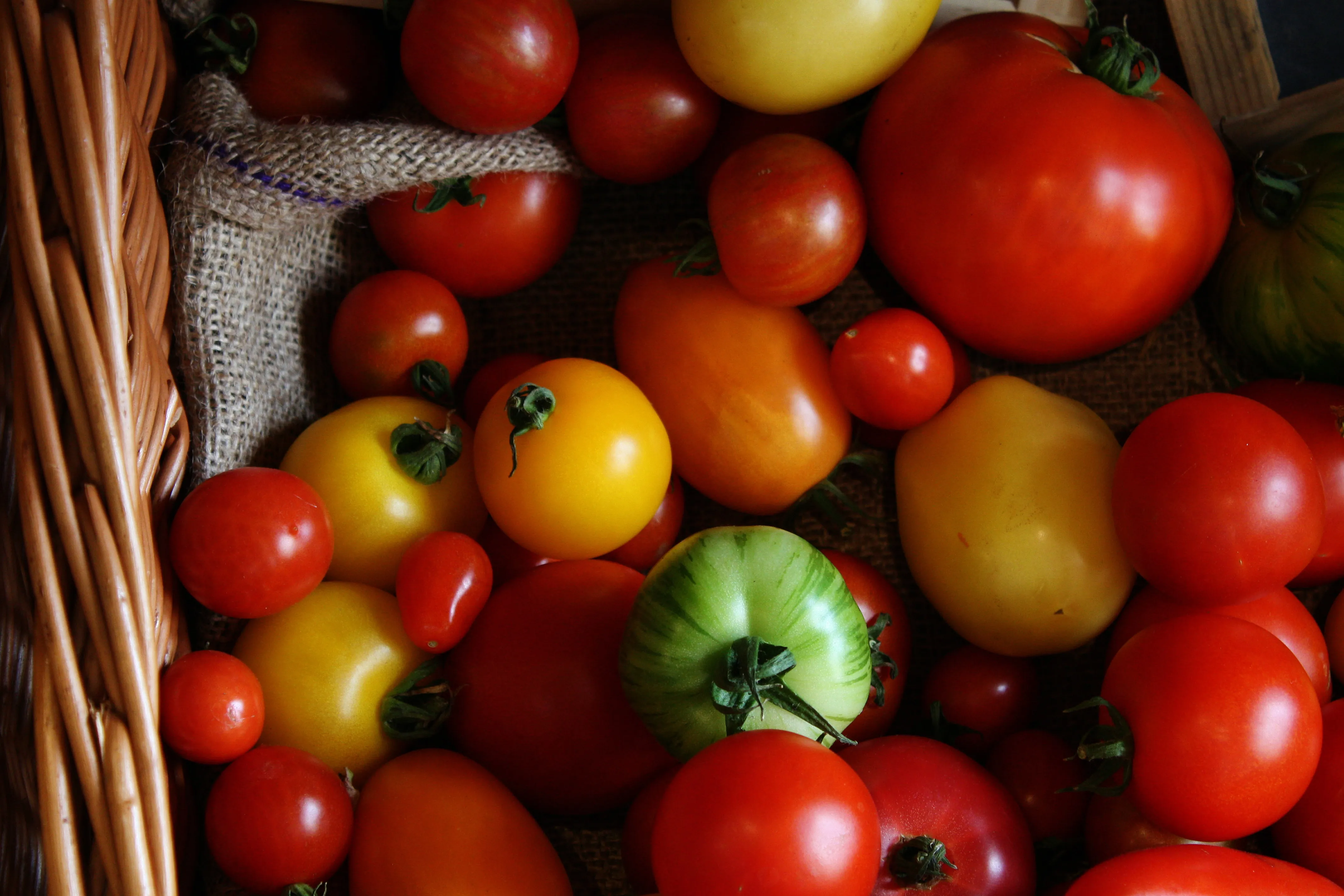 Välj rätt tomatsort för odling i sverige