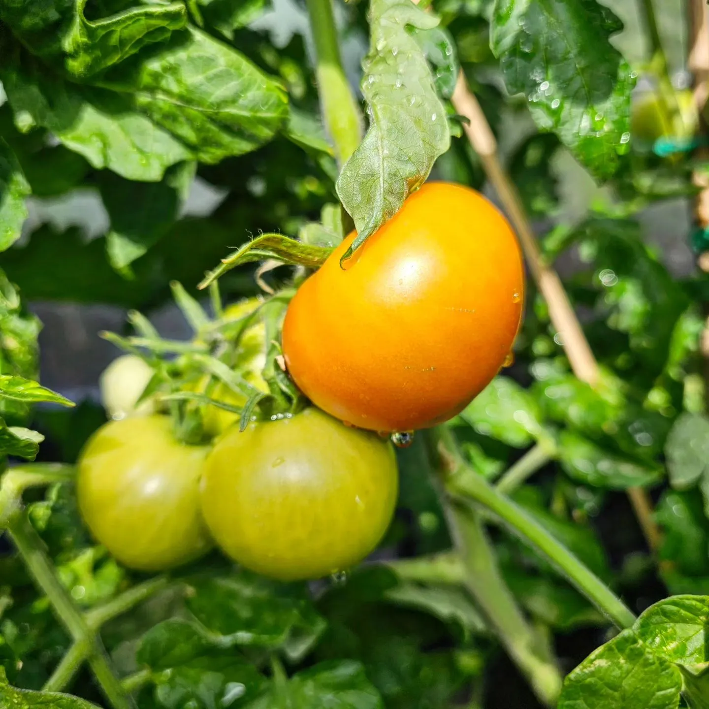 Tomatplantor förodlade från frö i krukor