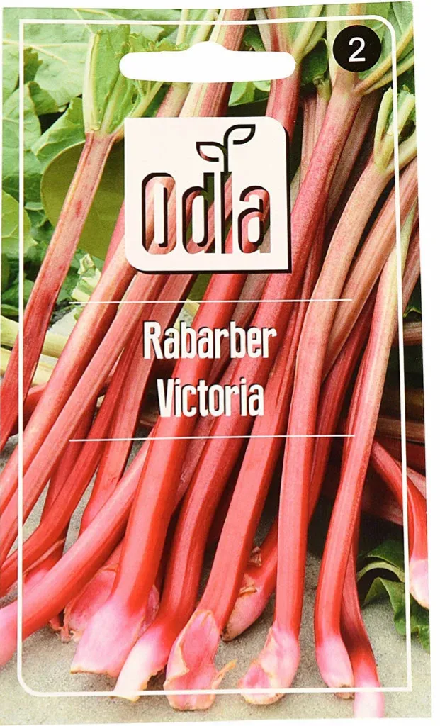 Odla rabarber från frö - enkel steg för steg guide