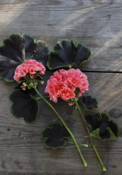 Årets pelargon 2019 - chokladpelargon