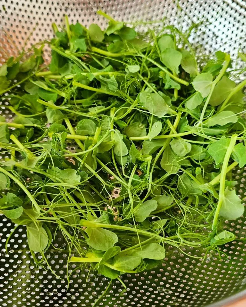 odla dina egna ärtskott hemma steg för steg