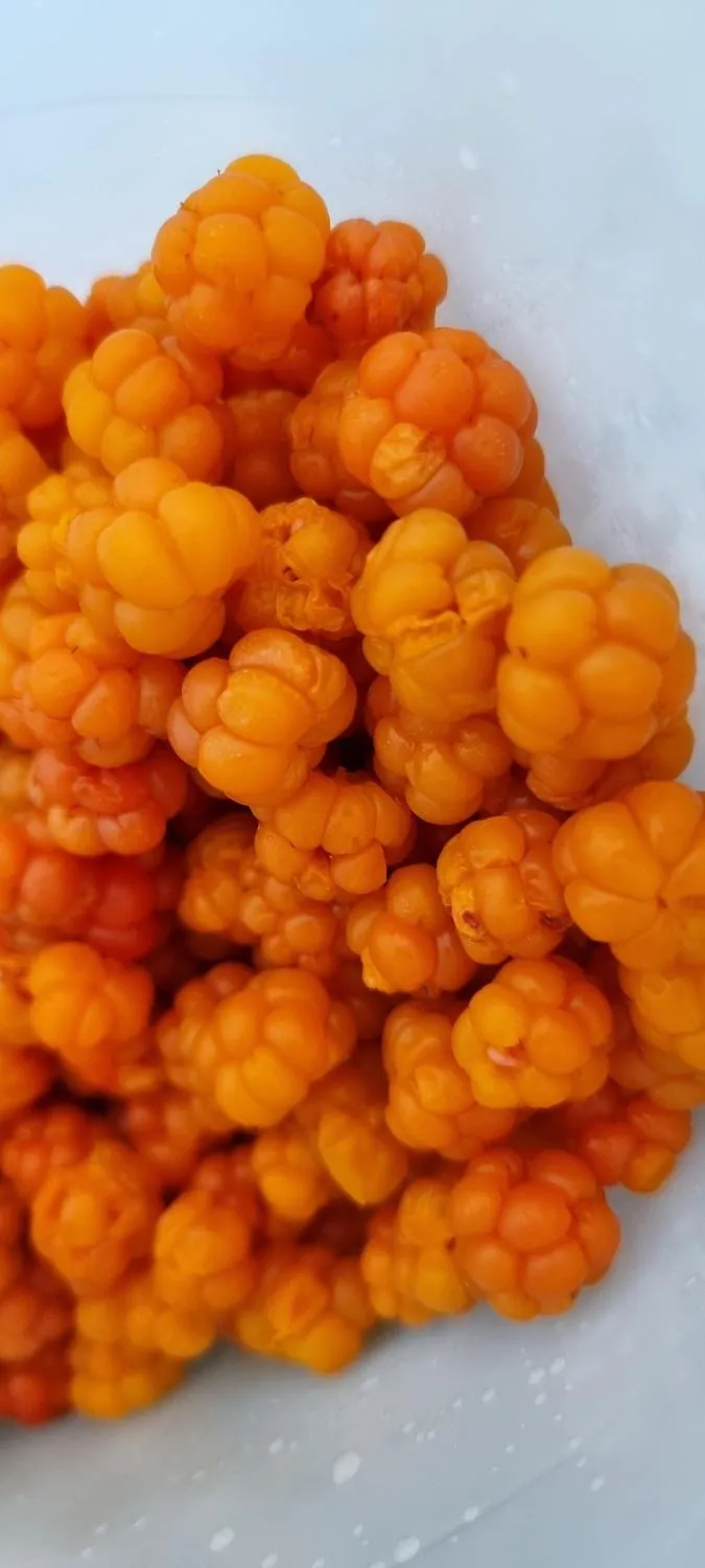 Hjortron recept på supersnabb hjortronsylt