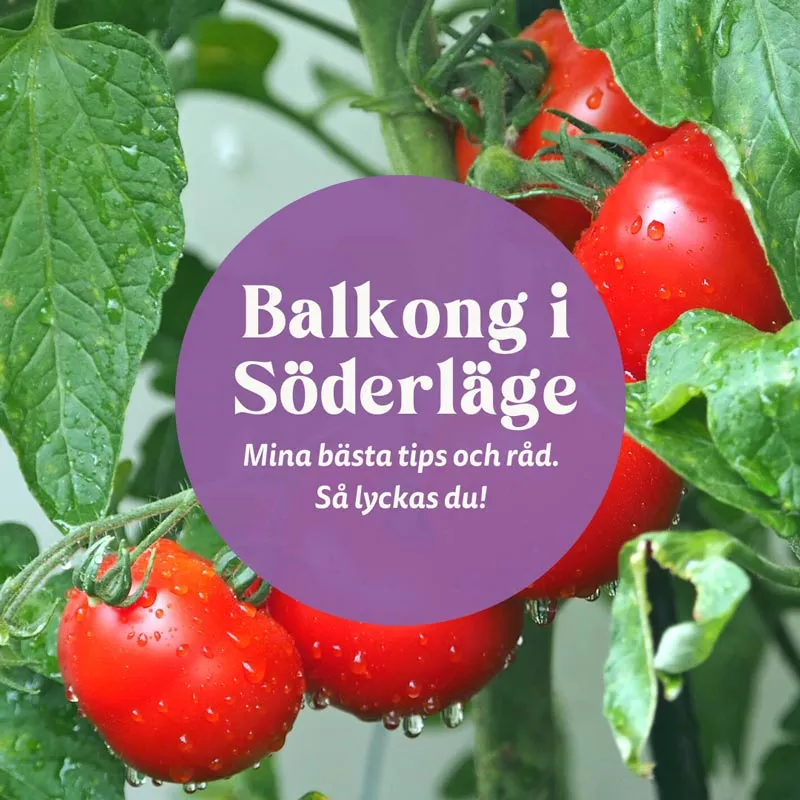 Balkongodling i söderläge tips och råd