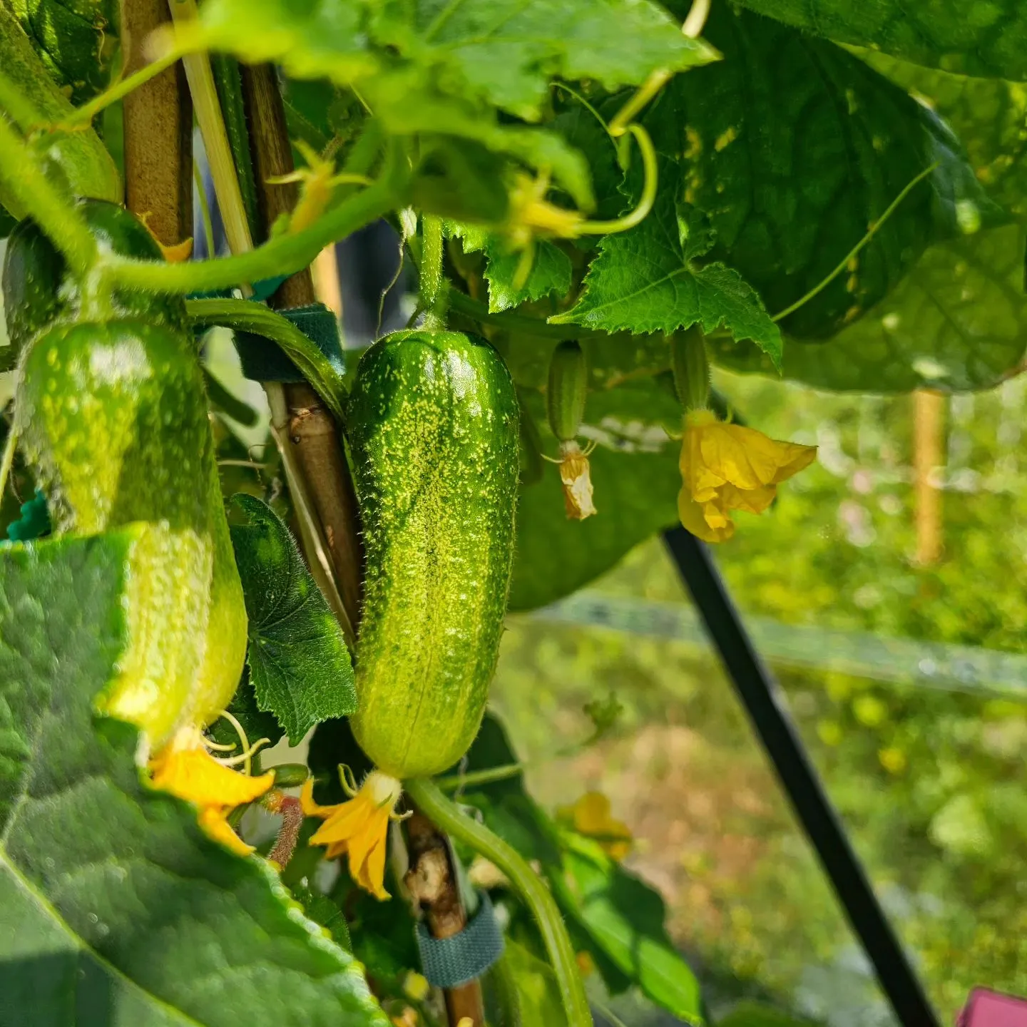 Inred växthus - guide för nybörjaren!