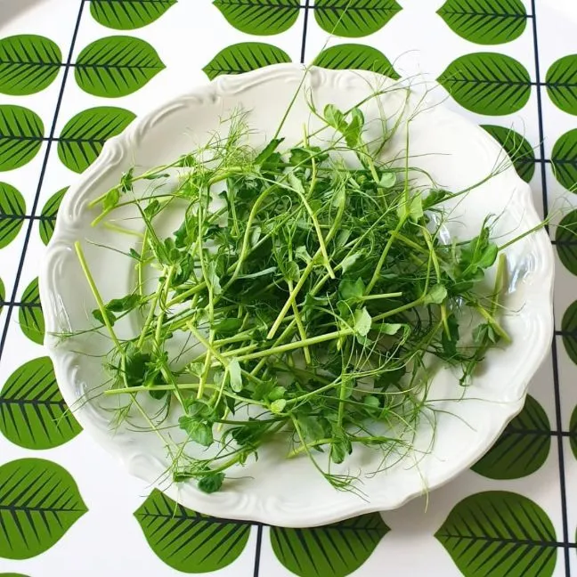 Odla egna ärtskott hemma med ärtor du köper i affären!