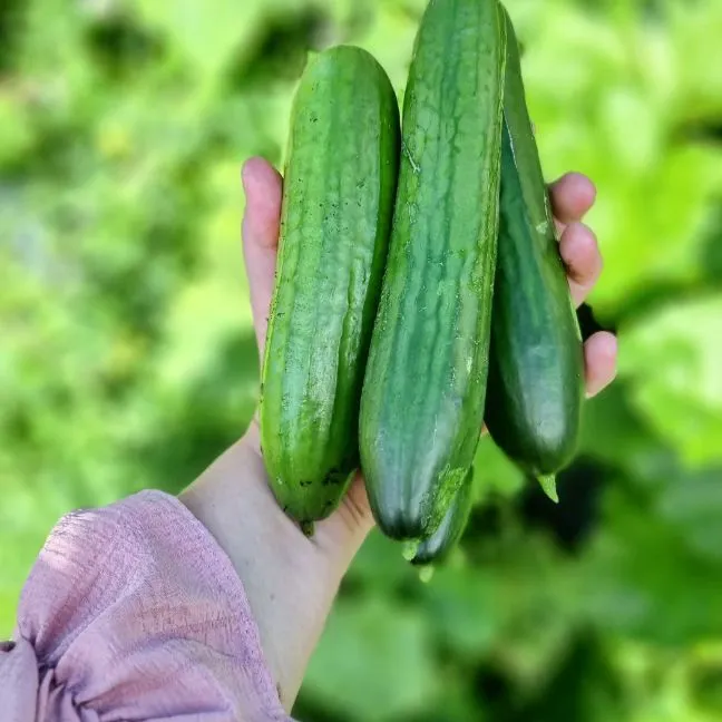 Odla gurka här sorter Piccolino i Piteå zon 5