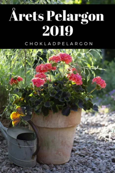 Årets pelargon 2019 - chokladpelargon
