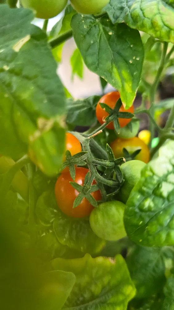 tomatodling i växthus