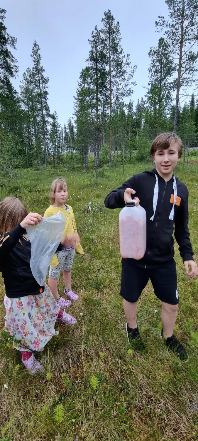 Plocka hjortron i Norrbotten