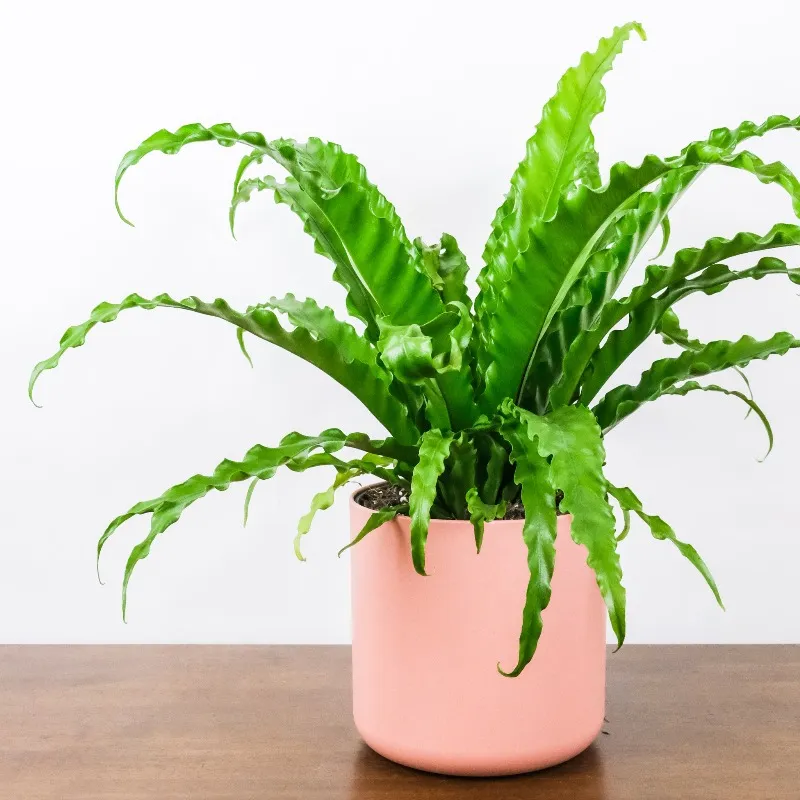 rosa kruka med ormbunke.