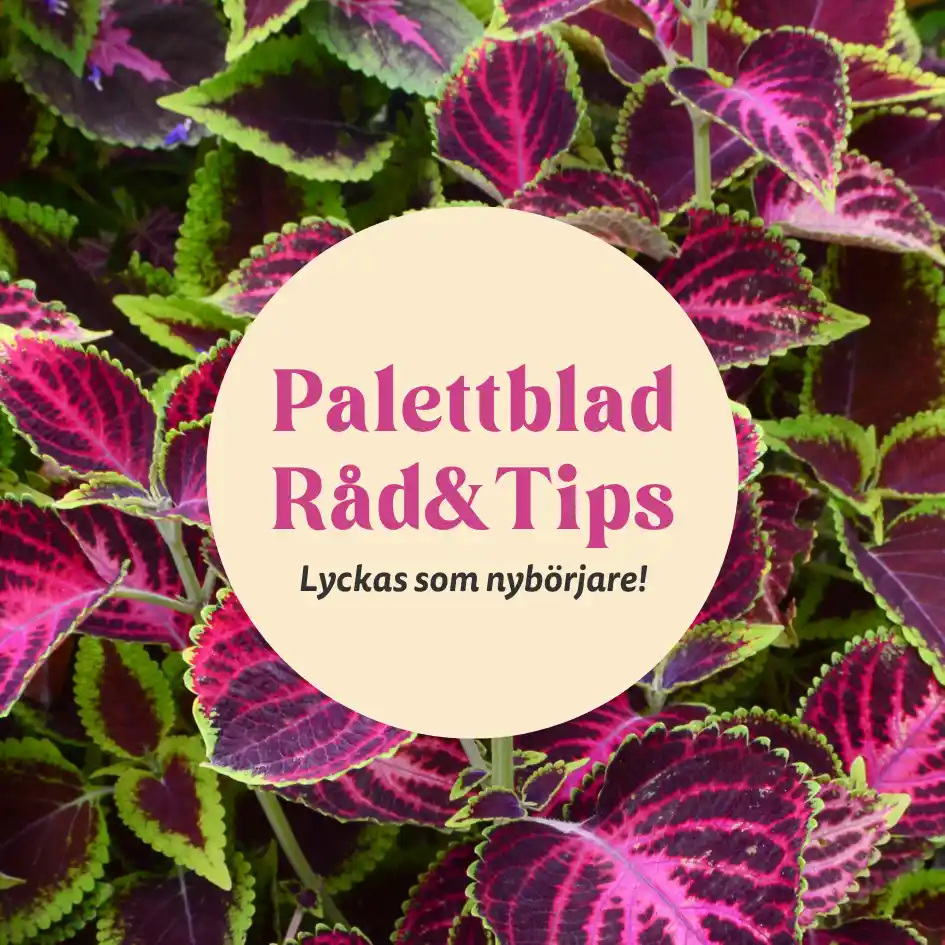 Palettblad i olika färger, tips för skötsel och förökning