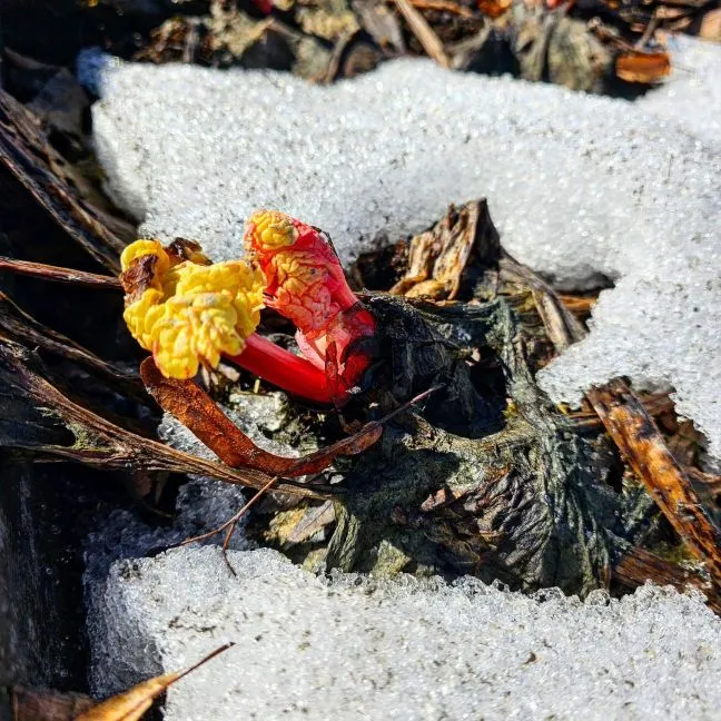 Frösådd rabarber tittar upp ur snön zon 5 Piteå