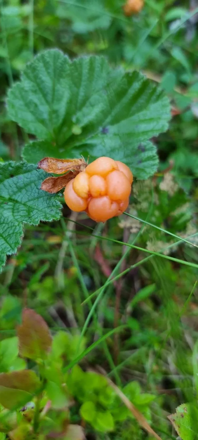 Hjortrontider - plocka hjortron och koka egen hjortronsylt