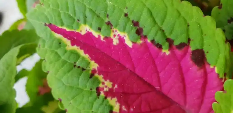 Rosa och grön palettblad närbild