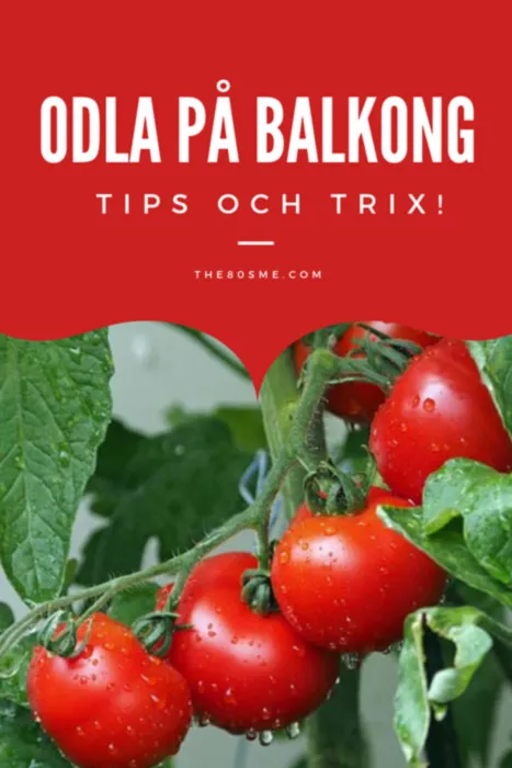 Odla på balkongen - tips och idéer