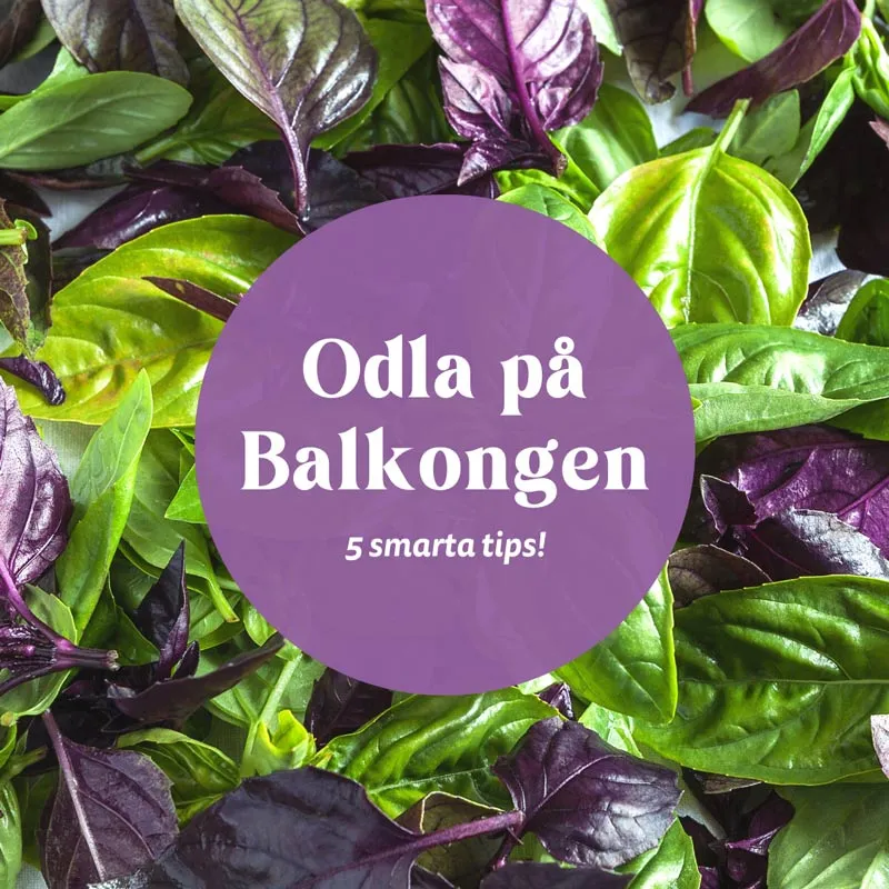 Odla på balkongen enkla tips och råd